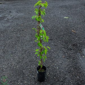 Aktinídia mini kiwi ´BAYERN´ (arguta) - výška 80-120cm, kont. C2L  (-26°C)